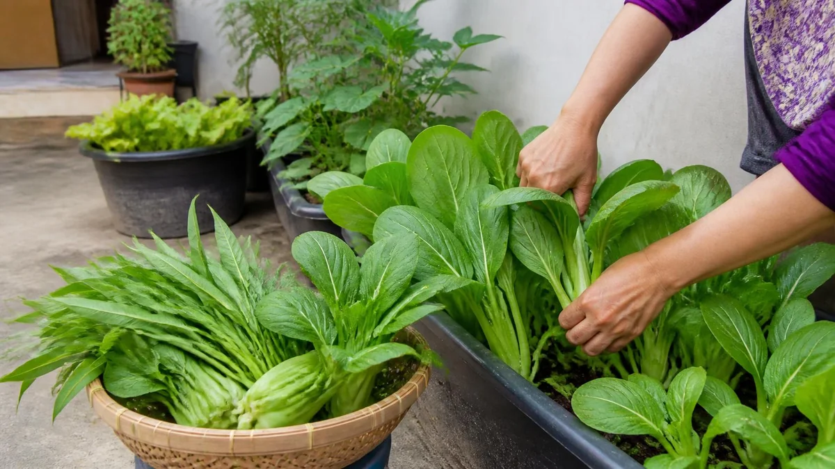 Panen dan Bersihkan Kebun dengan Cara yang Menjaga Produktivitas