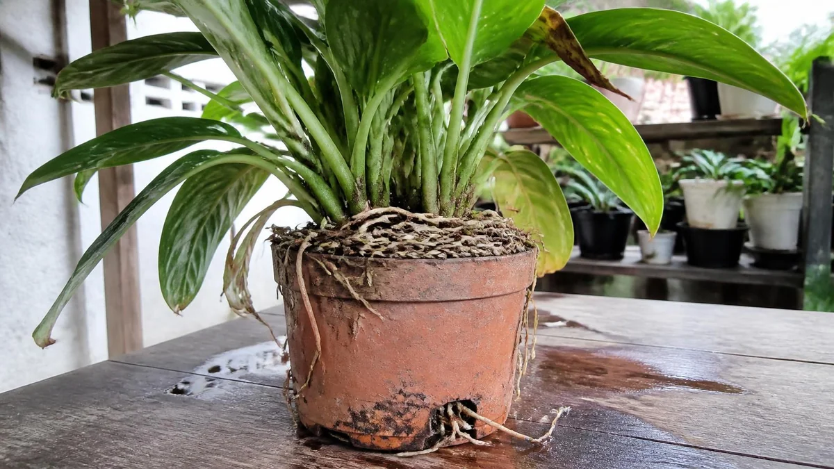 Tanda pot sudah terlalu kecil