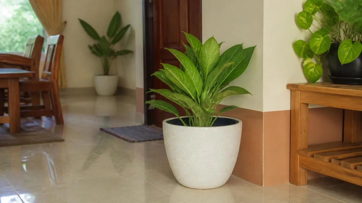 Sesuaikan pot dengan lokasi di rumah