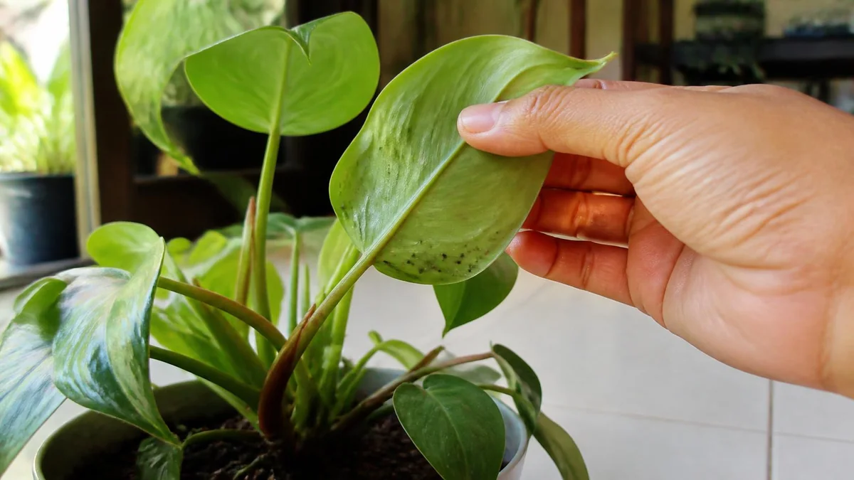 Periksa dulu apakah daun benar-benar diserang hama
