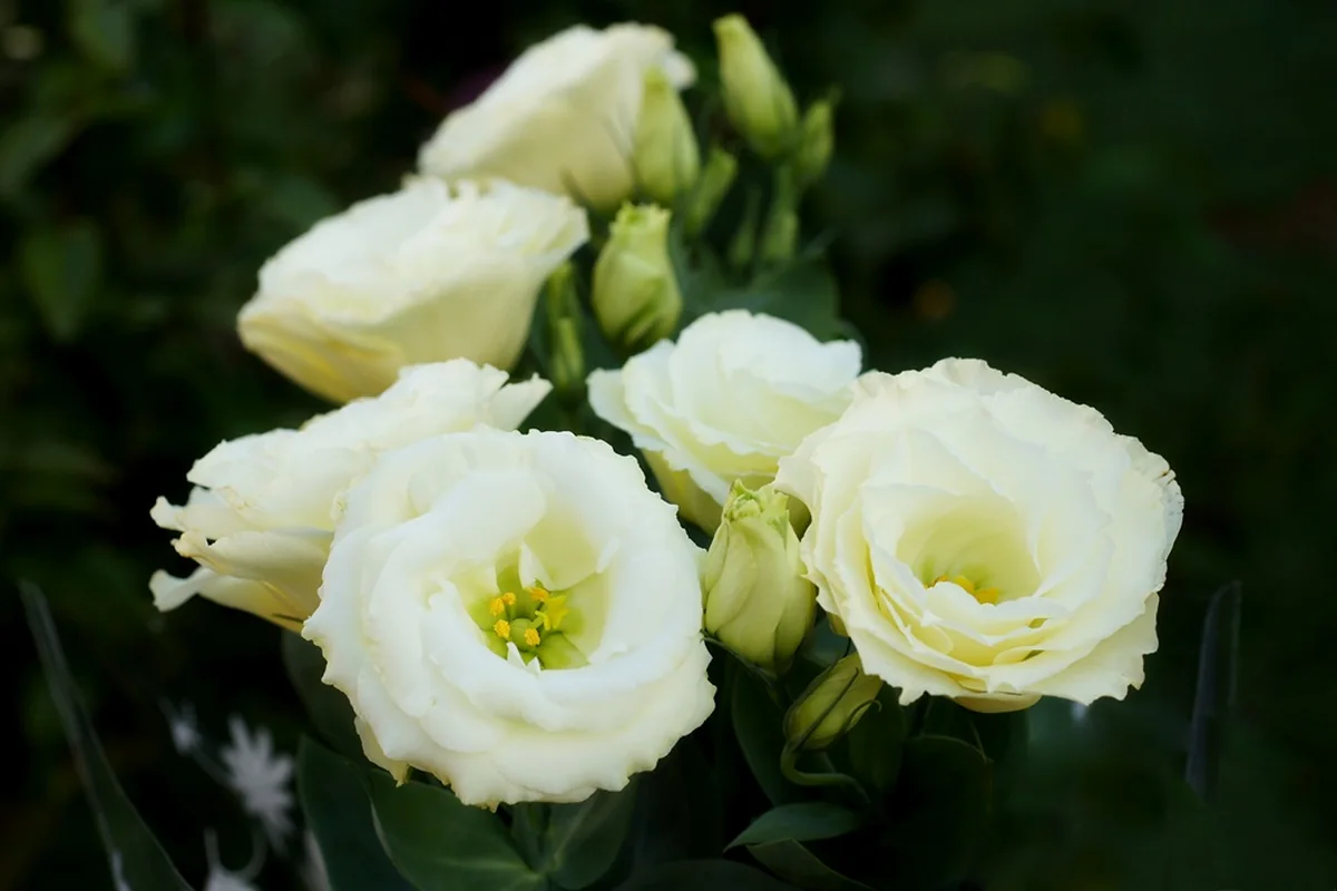 Ilustrasi Lisianthus memberi kesan lembut tanpa membuat teras terlalu ramai