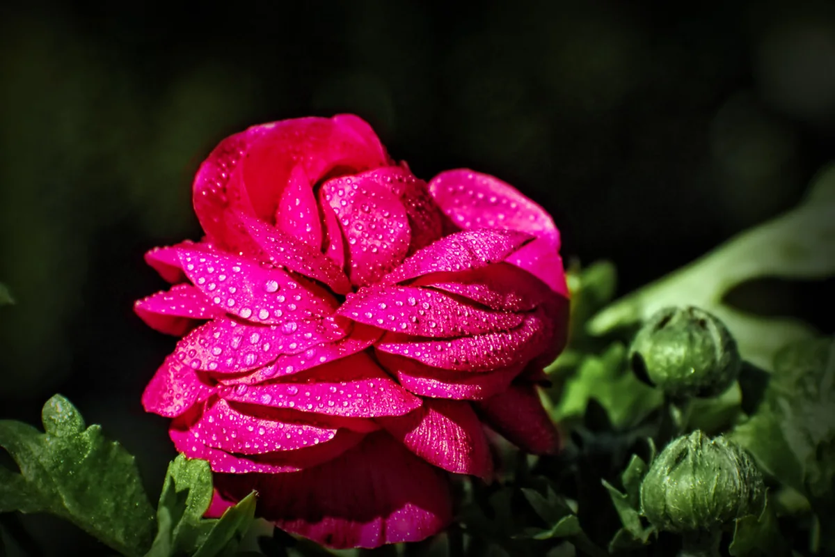 Ilustrasi Ranunculus cantik, tapi jangan dipaksa di teras yang terlalu panas