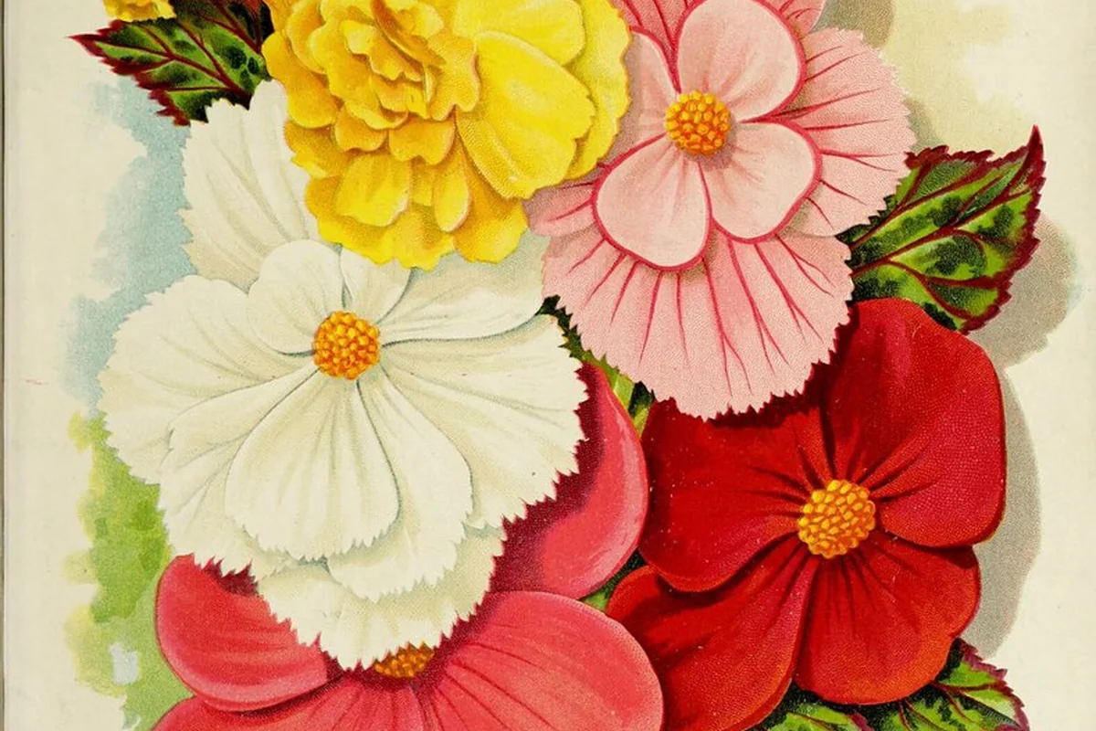 Ilustrasi Begonia tuberosa pas untuk pot dan area semi teduh