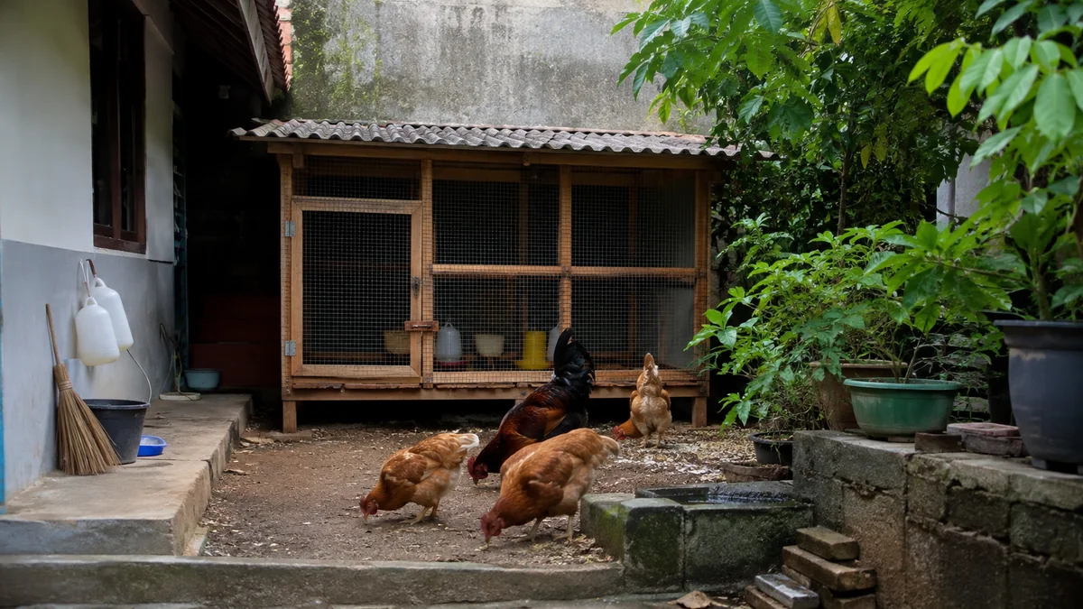 Cara Ternak Ayam di Rumah dengan Lahan Sempit, Tidak Bau dan Mudah Dirawat