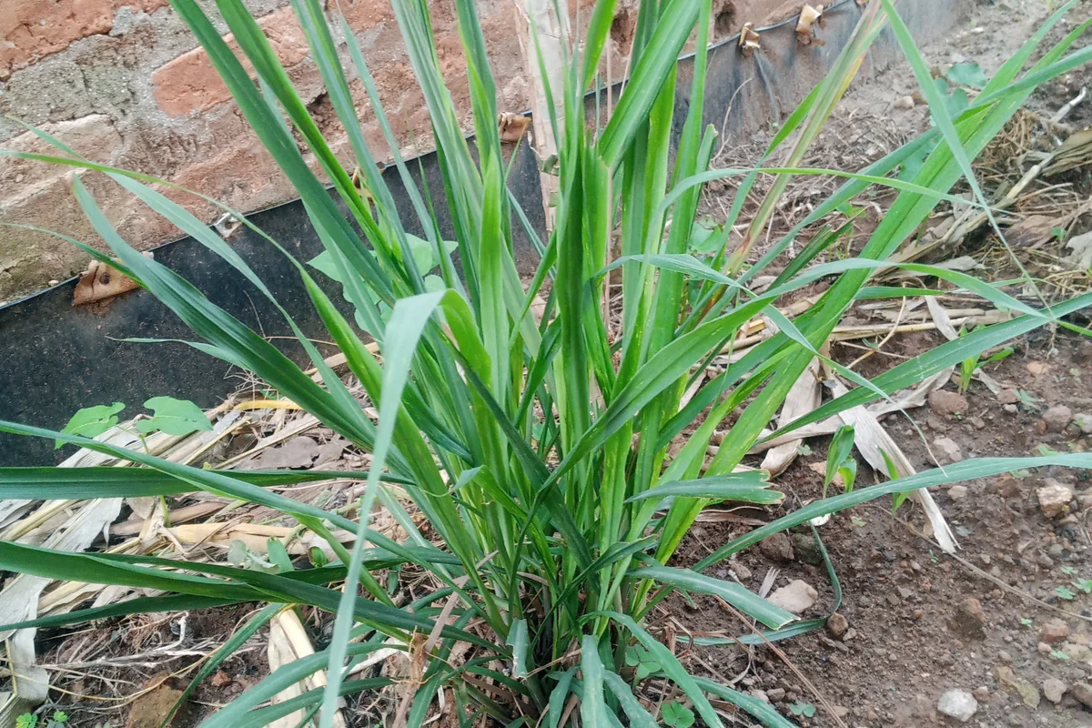 Ilustrasi Serai dan daun salam lebih masuk akal di area luar dekat dapur